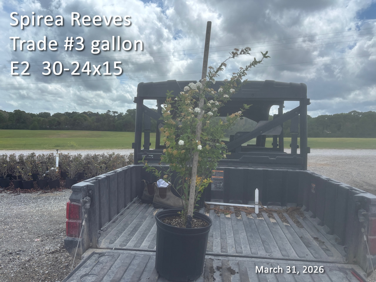 gallery/srv3t e2 mar31.jpg